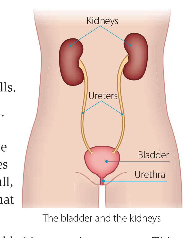 Bladder cancer  Irish Cancer Society