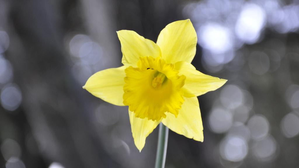 daffodil