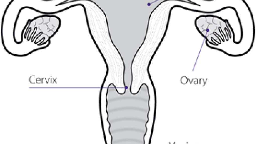 Diagram of the cervix