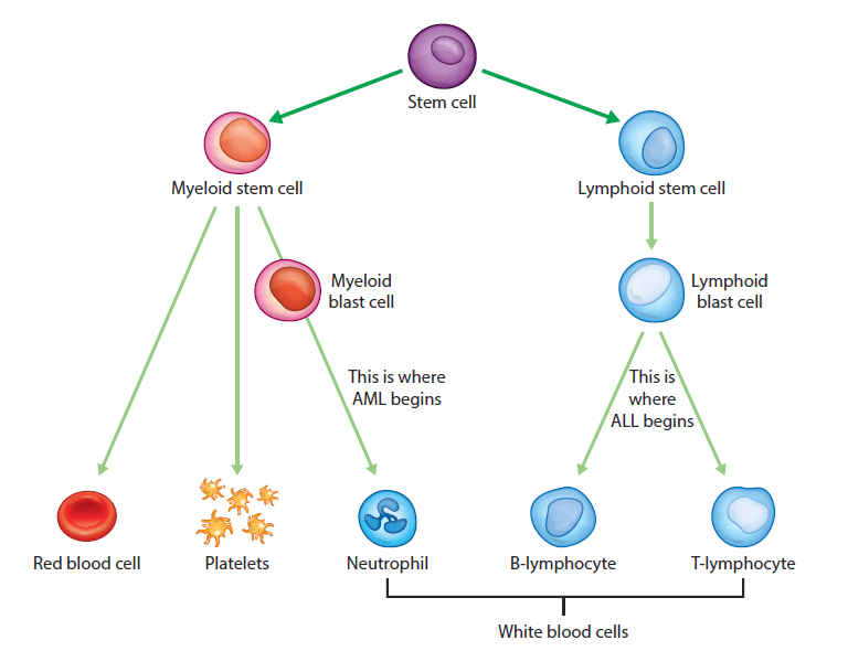 Acute myeloid leukaemia (AML) | Irish Cancer Society