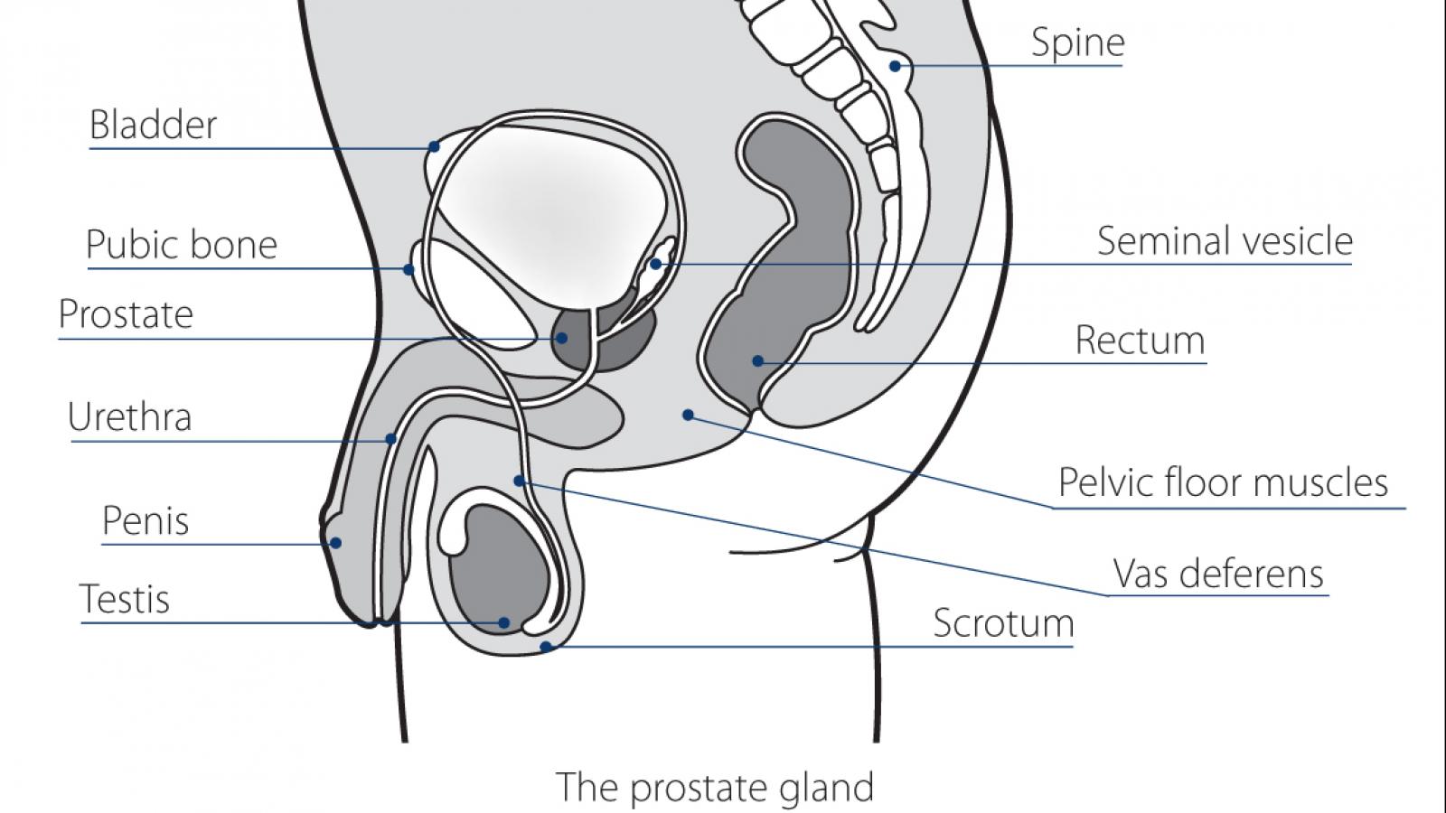 prostate gland diagram